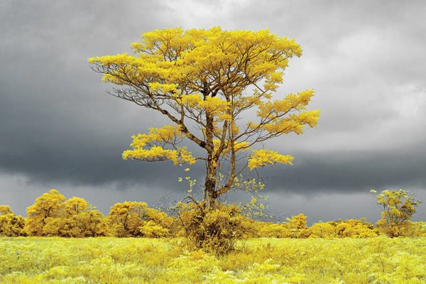 Glauco Meneghelli: Lonely tree on the field #2 by Glauco Meneghelli