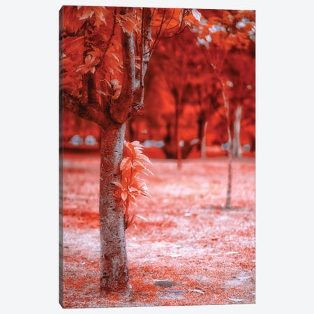 Red Field Canvas Print #GLM583} by Glauco Meneghelli Canvas Artwork