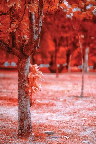 Tree Close-Ups: Red Field by Glauco Meneghelli