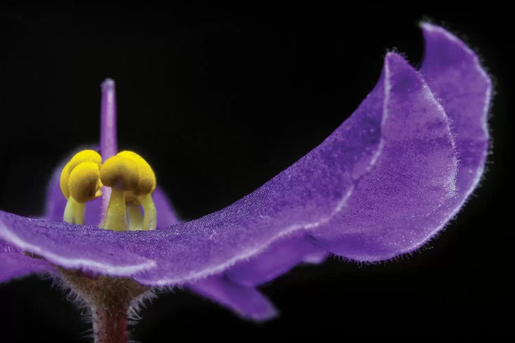 Flower XVII