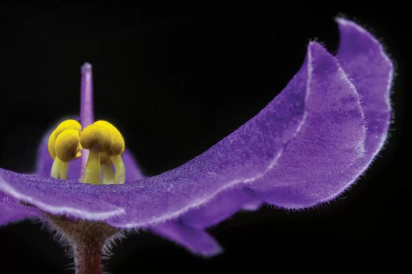Flower XVII