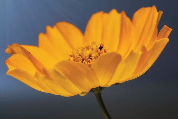 Glauco Meneghelli: Flower XX by Glauco Meneghelli