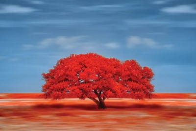 Lady in Red by Glauco Meneghelli canvas print