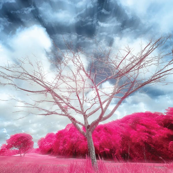 Color Pop Photography: Pygmybirch by Glauco Meneghelli