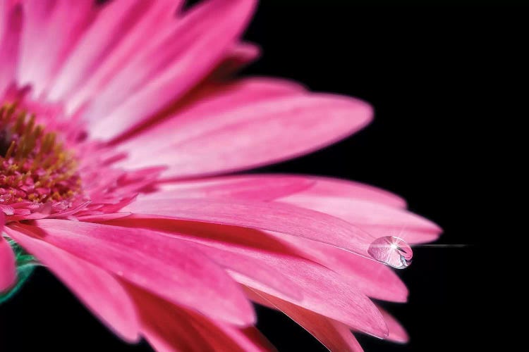 Flower XXII by Glauco Meneghelli wall art