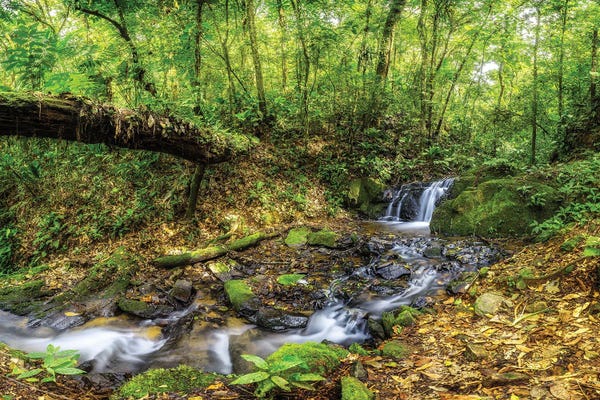 Jungles: Welcome to the Jungle by Glauco Meneghelli