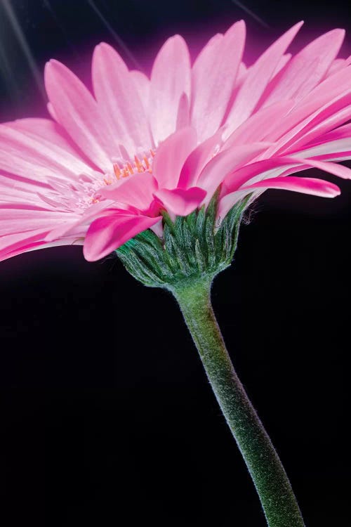 Flower XXIII
