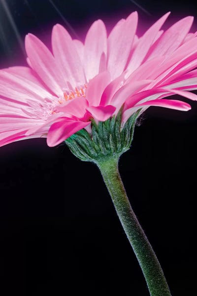 Glauco Meneghelli: Flower XXIII by Glauco Meneghelli
