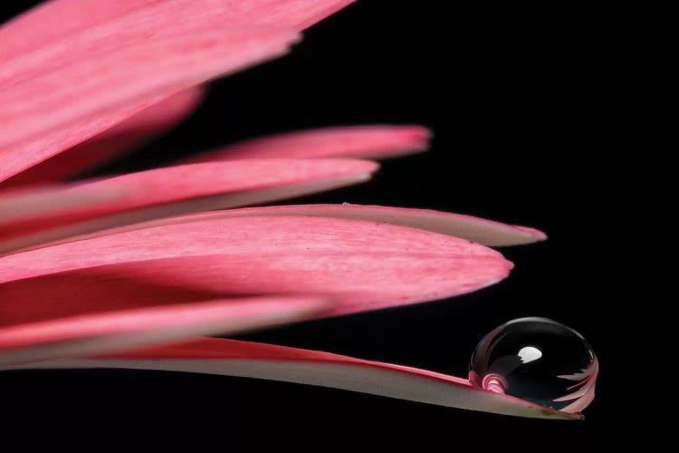 Flower XXIV