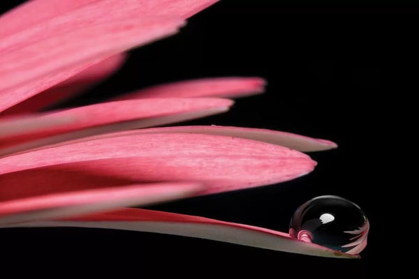 Black & Pink: Flower XXIV by Glauco Meneghelli