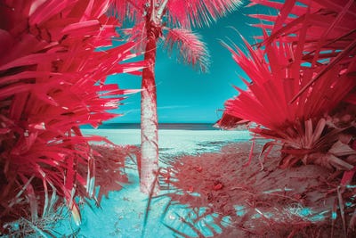 Carefree Discovery by Glauco Meneghelli art print