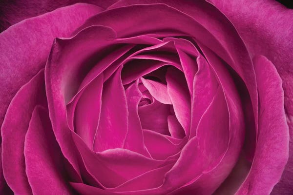 Black & Pink: Flower XXV by Glauco Meneghelli