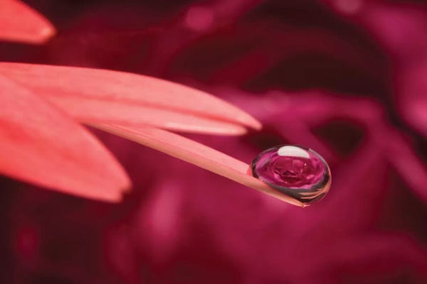 Glauco Meneghelli: Flower XXVI by Glauco Meneghelli