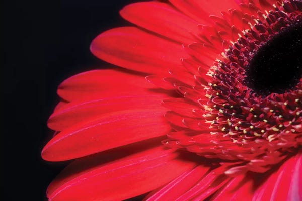 Glauco Meneghelli: Flower XXVII by Glauco Meneghelli