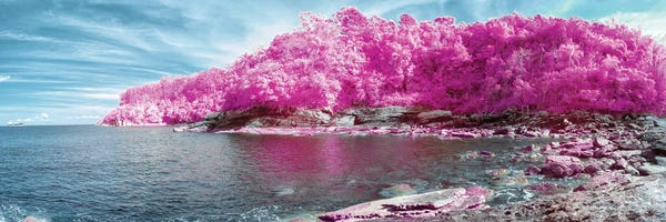 Glauco Meneghelli: Paradise Lost Pink by Glauco Meneghelli