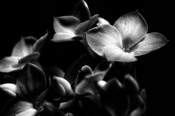 Glauco Meneghelli: Flower XXVIII by Glauco Meneghelli