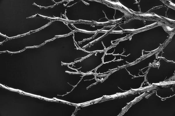 Glauco Meneghelli: Fragile Harmony by Glauco Meneghelli