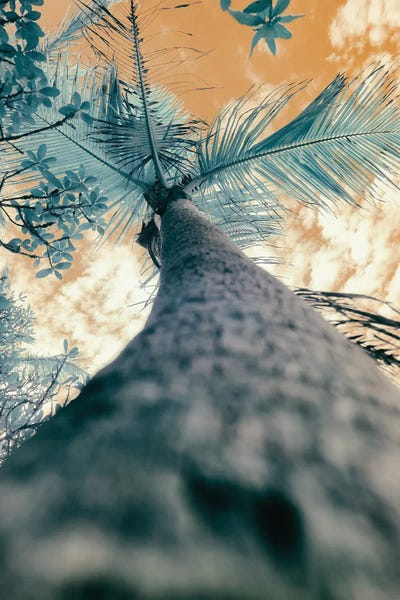 L' Araignée Évanescent Orange by Glauco Meneghelli art print