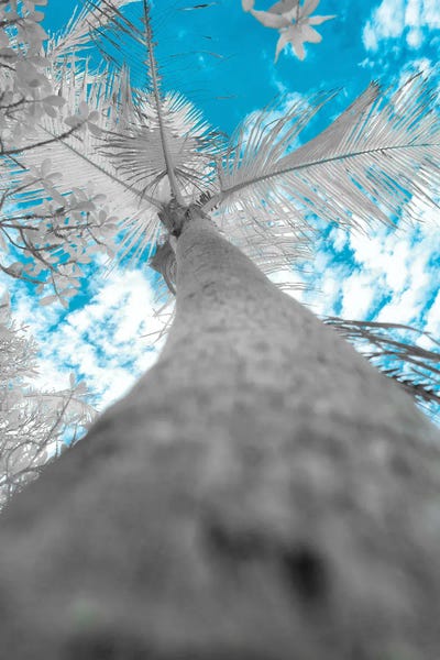 L' Araignée Évanescent Blue by Glauco Meneghelli art print