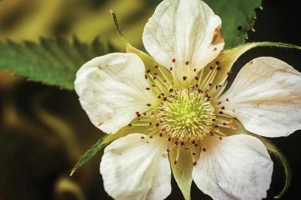Glauco Meneghelli: Flower XXXII by Glauco Meneghelli
