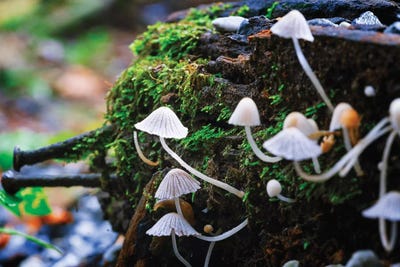 Flower XXXIII by Glauco Meneghelli canvas print