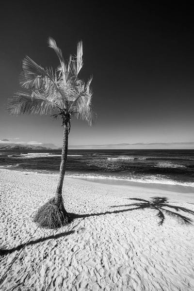 Glauco Meneghelli: Palm by Glauco Meneghelli