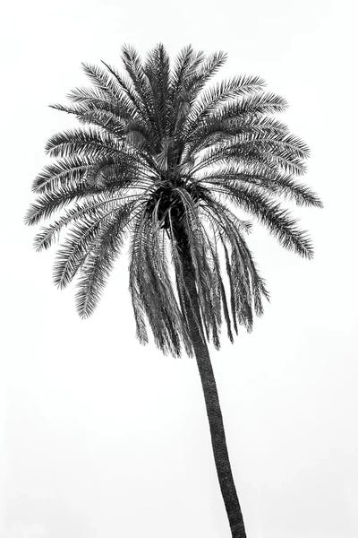 Palm Tree by Glauco Meneghelli art print