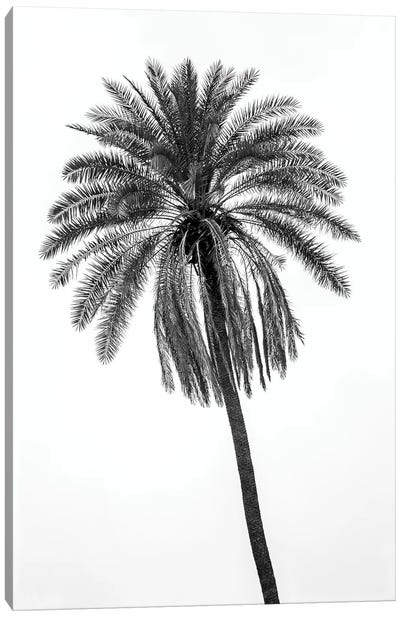 Palm Tree Canvas Art Print - Glauco Meneghelli