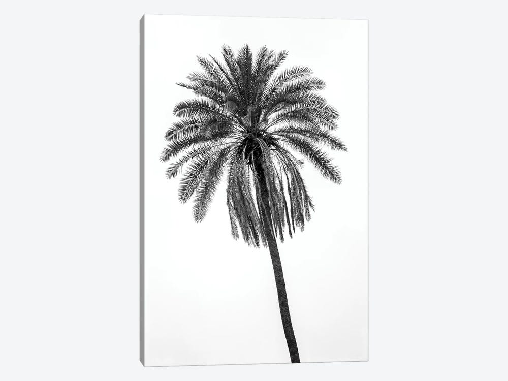 Palm Tree by Glauco Meneghelli 1-piece Canvas Art Print