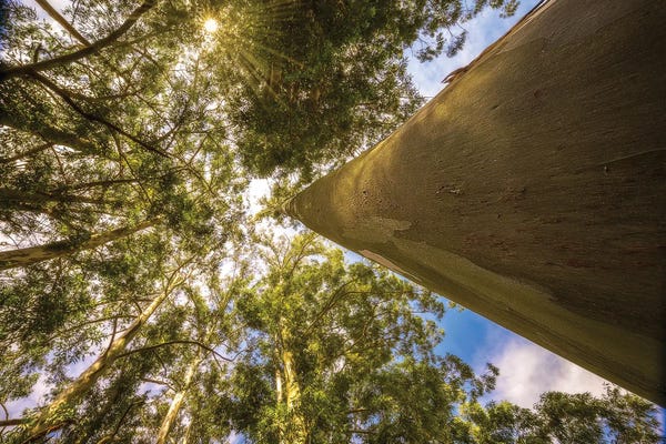 Glauco Meneghelli: Magical Tree by Glauco Meneghelli