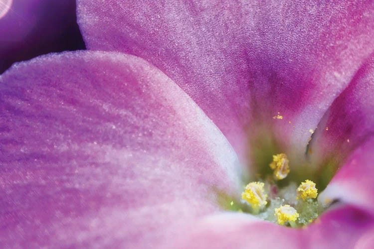 Flower XXXIV