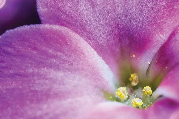 Flower XXXIV