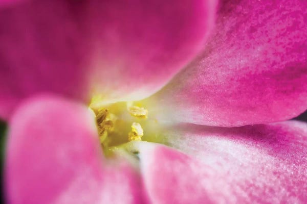 Glauco Meneghelli: Flower XXXV by Glauco Meneghelli