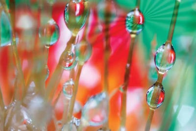 Flower XXXVI by Glauco Meneghelli canvas print