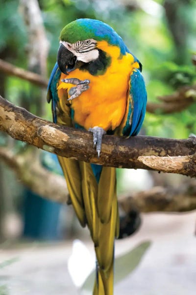 Glauco Meneghelli: Blue Macaw III by Glauco Meneghelli