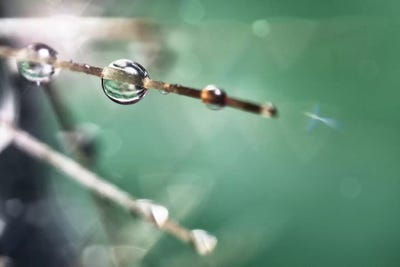 Flower XXXVII by Glauco Meneghelli canvas print