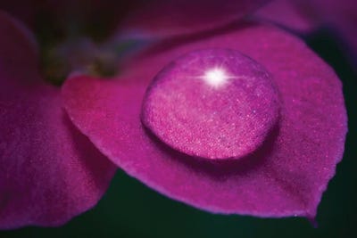 Flower XXXVIII by Glauco Meneghelli art print