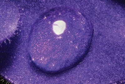 Flower XXXIX by Glauco Meneghelli canvas print