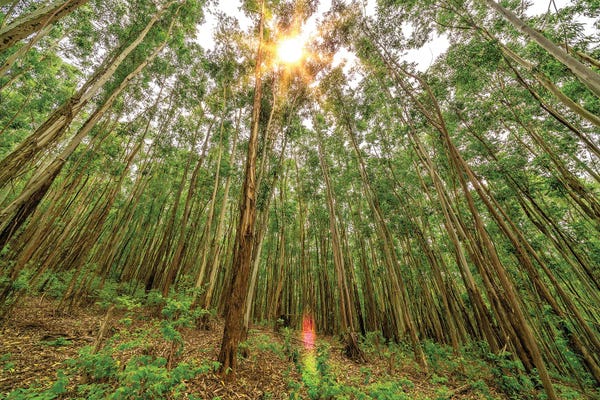 Glauco Meneghelli: Dynamic Grace by Glauco Meneghelli