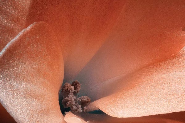 Glauco Meneghelli: Flower XL by Glauco Meneghelli