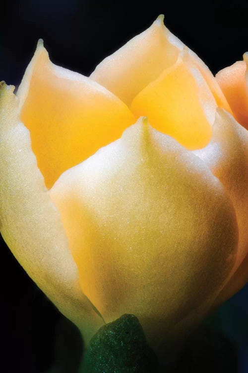 Flower XLI