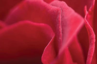 Flower XLII by Glauco Meneghelli multi panel art