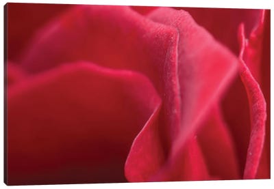 Flower XLII Canvas Art Print - Abstracts in Nature