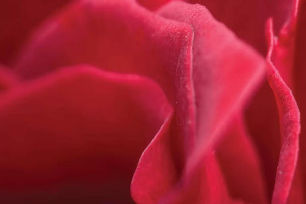 Abstracts In Nature: Flower XLII by Glauco Meneghelli