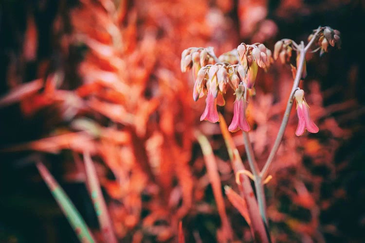 Flower XLIII