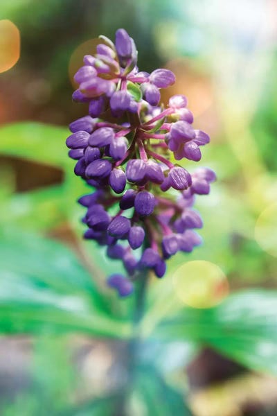 Herbs: Flower XLIV by Glauco Meneghelli