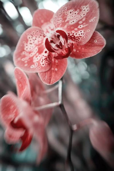 Glauco Meneghelli: Flower XLV by Glauco Meneghelli