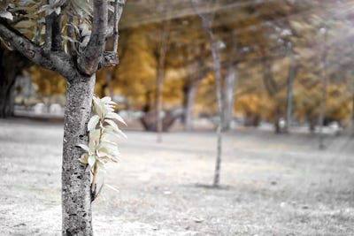 Forest Light - Sao Paulo, Brazil by Glauco Meneghelli art print
