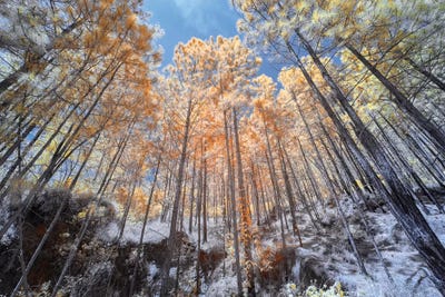 High Trees - Sao Paulo, Brazil by Glauco Meneghelli art print