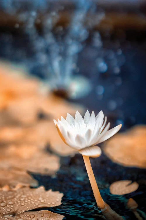 Infrared Flower by Glauco Meneghelli wall art